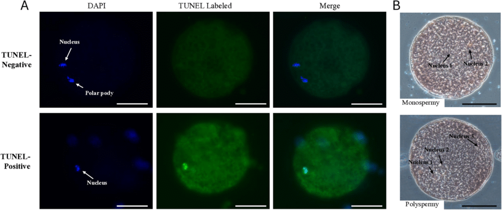 Indole-3-propionic acid supplementation during in vitro maturation improves in vitro production of porcine embryos | BMC Veterinary Research