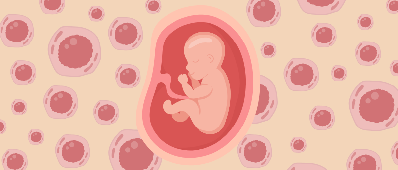 Human Placenta Formation Demystified In New Genetic Discovery Human Placenta Formation Demystified In New Genetic Discovery