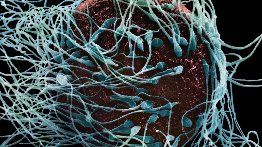 Men have biological clocks too. Here are 5 myths about male fertility.