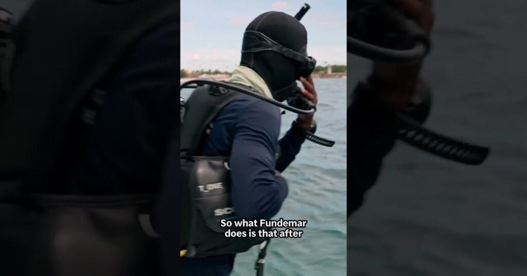 Reefs are vanishing in the Dominican Republic. A program similar to IVF could help | Ap Video