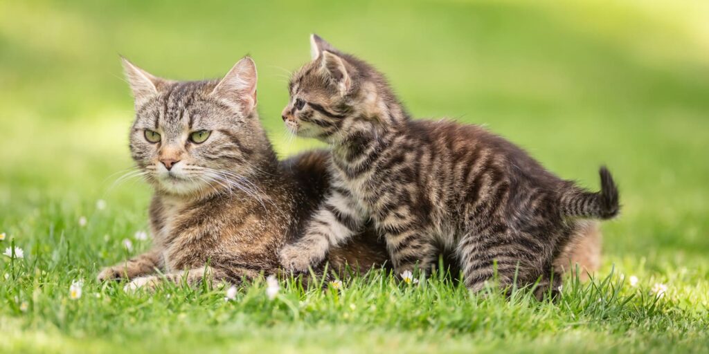 Do Cats Cause Infertility? Read the Full Explanation from IPB University Clinical Pathology Experts